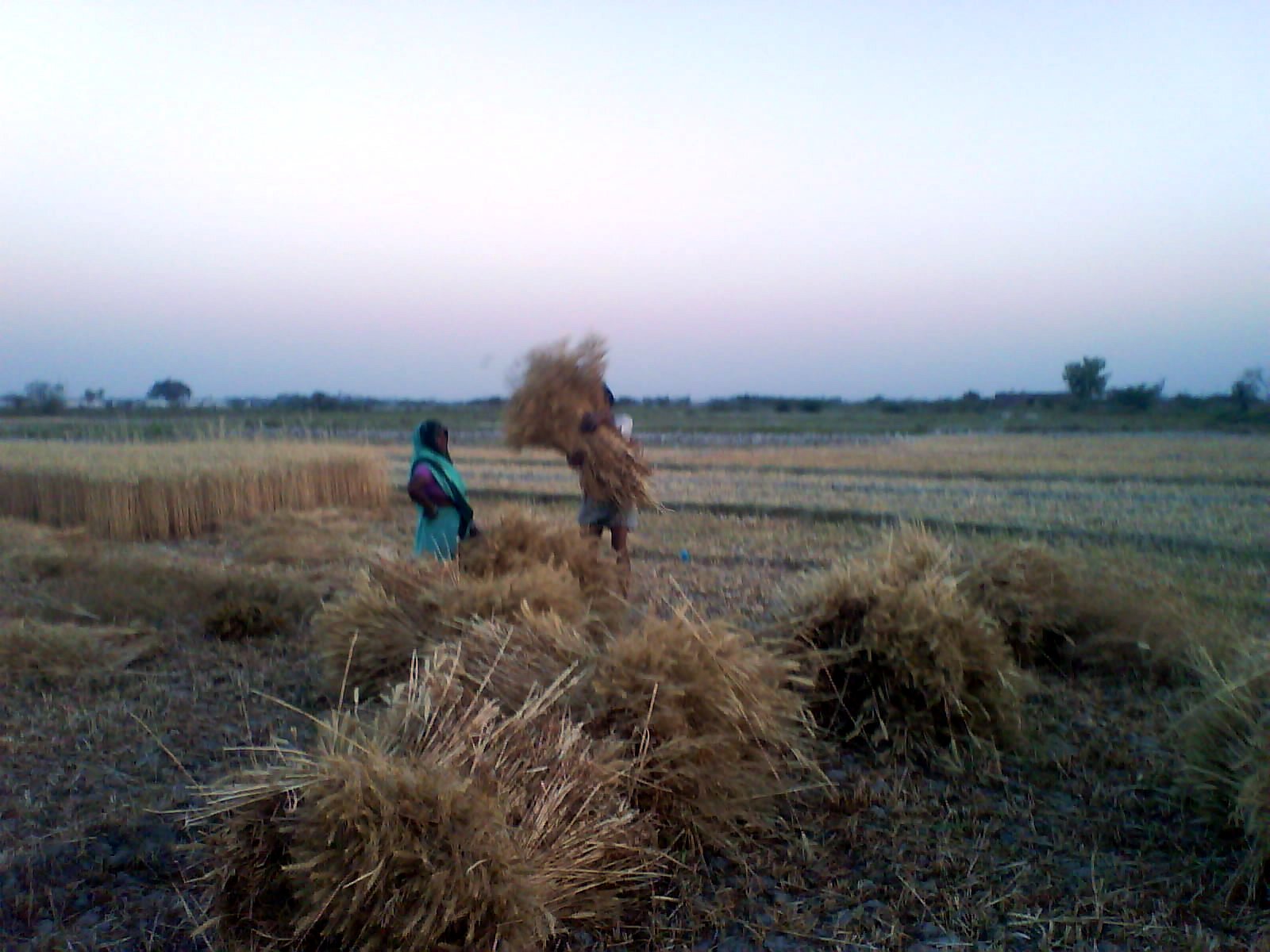 Farming Uttar Pradesh