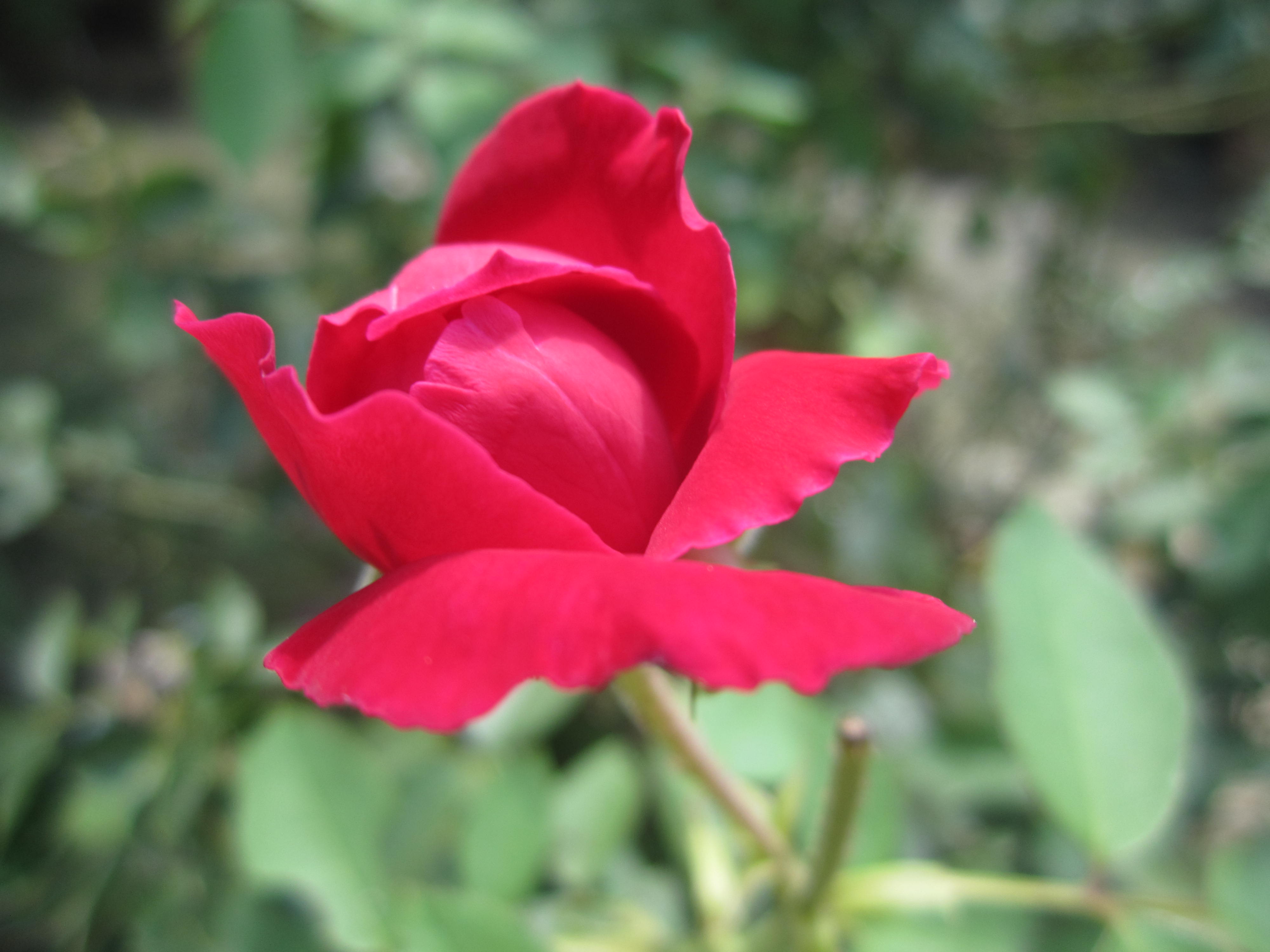 Rose garden India