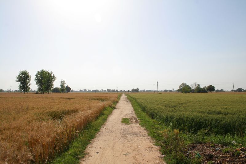 Wheat harvest India